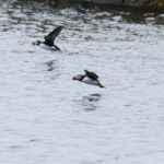 Dose mortelle de plastique pour la faune océanique : des quantités étonnamment faibles peuvent tuer les oiseaux de mer, les tortues de mer et les mammifères marins