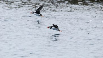 Dose mortelle de plastique pour la faune océanique : des quantités étonnamment faibles peuvent tuer les oiseaux de mer, les tortues de mer et les mammifères marins