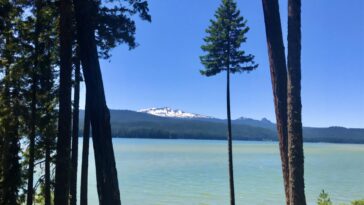 Identification de bactéries susceptibles de fournir une alerte précoce en cas de toxicité des algues bleu-vert