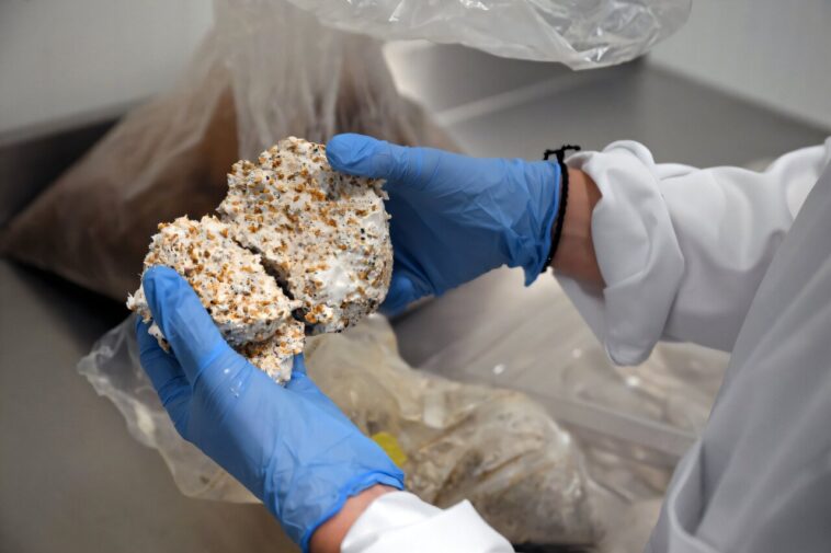 La matière champignon s'invite dans les emballages plastiques d'une start-up belge