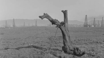 La photorespiration inefficace des arbres anciens pourrait avoir contribué à stabiliser l'atmosphère terrestre au cours de la dernière période glaciaire