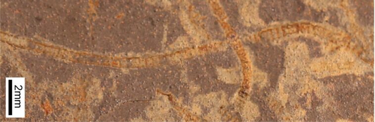 La première vie sur Terre il y a 3,3 milliards d'années révélée par de faibles biosignatures