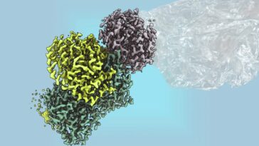 La structure des enzymes bactériennes révèle une nouvelle voie pour le plastique renouvelable