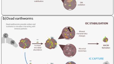 La vie après la mort : comment les vers de terre continuent de faciliter la capture du carbone