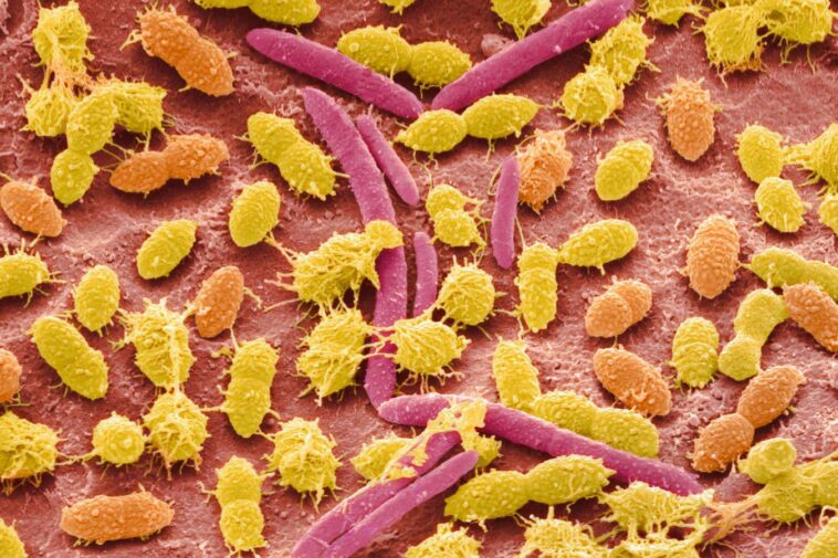 Le microbiome intestinal peut jouer un rôle dans le façonnement de notre personnalité