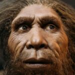 Le nez épais des Néandertaliens n'était pas bien adapté aux climats froids Le nez épais des Néandertaliens n'était pas bien adapté aux climats froids