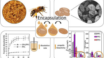 Le support de levure de boulangerie fait de la propolis d'abeille un médicament plus puissant, selon une étude