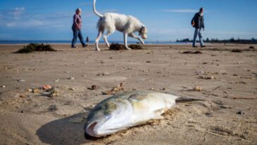 Les algues toxiques qui ravagent l'Australie du Sud pourraient constituer une menace mondiale