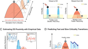 Les cerveaux et les marchés boursiers suivent les mêmes règles en cas de crise, selon une étude