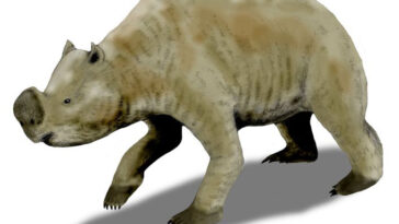 Illustration d’un grand marsupial préhistorique ressemblant à un wombat marchant.