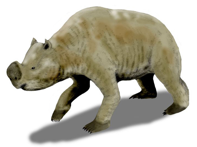 Illustration d’un grand marsupial préhistorique ressemblant à un wombat marchant.
