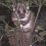 Les opossums d'Australie présentent certains des niveaux de PFAS les plus élevés au monde parmi les petits mammifères