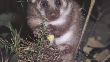 Les opossums d'Australie présentent certains des niveaux de PFAS les plus élevés au monde parmi les petits mammifères