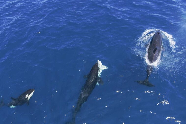 Les orques se liguent contre les grands requins blancs pour manger leur foie
