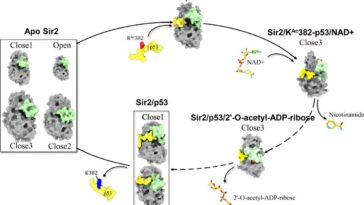 Les scientifiques découvrent les mécanismes clés qui pilotent une enzyme liée au vieillissement et au cancer