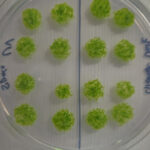 16 spores de mousse vert vif disposées en grille sur une boîte de Pétri transparente.