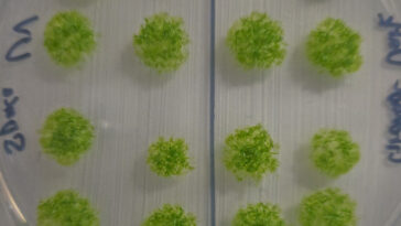 16 spores de mousse vert vif disposées en grille sur une boîte de Pétri transparente.