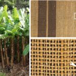 Les textiles Bashofu combinent structure de fibre de bananier et savoir-faire artisanal pour un confort durable