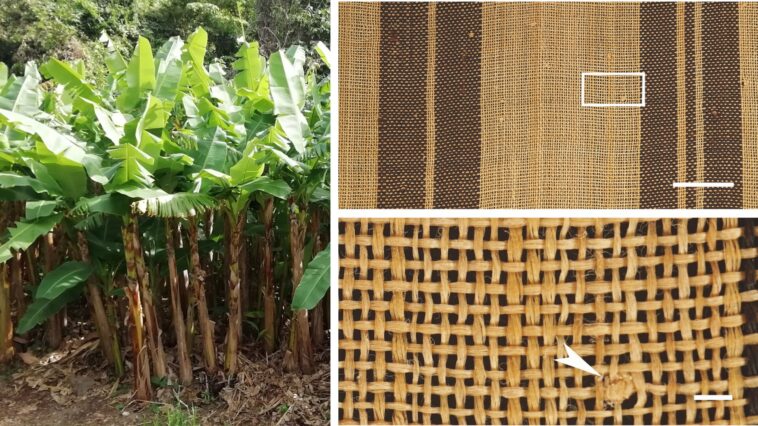 Les textiles Bashofu combinent structure de fibre de bananier et savoir-faire artisanal pour un confort durable