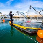 Pouvons-nous exploiter la capacité des océans à capter le carbone ?