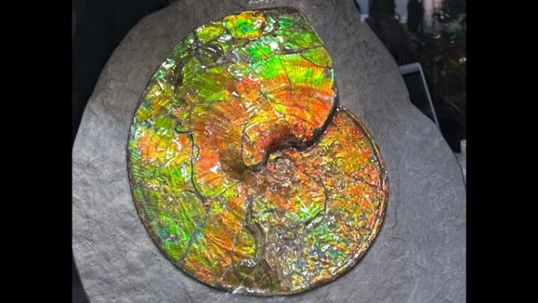 Qu’est-ce qui cause le scintillement arc-en-ciel des pierres précieuses d’ammolite ? Qu’est-ce qui cause le scintillement arc-en-ciel des pierres précieuses d’ammolite ?
