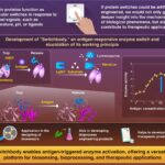 « Switchbody » active l'activité enzymatique grâce à la liaison anticorps-antigène