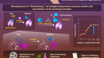 « Switchbody » active l'activité enzymatique grâce à la liaison anticorps-antigène