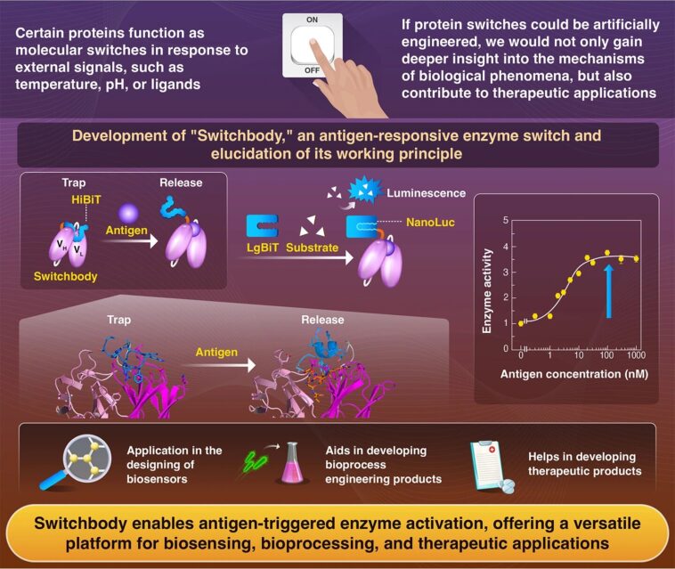 « Switchbody » active l'activité enzymatique grâce à la liaison anticorps-antigène