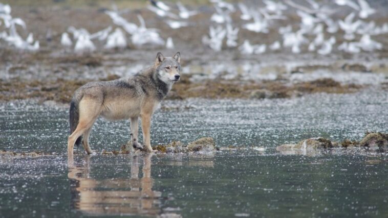 Un loup a attaqué un piège à crabe. Était-ce l’utilisation d’outils ou simplement la ruse canine ? Un loup a attaqué un piège à crabe. Était-ce l’utilisation d’outils ou simplement la ruse canine ?