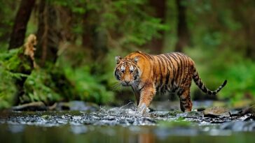 tiger walking in the river; Shutterstock ID 2451706593; purchase_order: -; job: -; client: -; other: