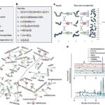 Un nouveau réseau d'enzymes avec des peptides concurrents peut prendre des décisions basées sur l'environnement externe