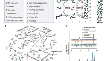 Un nouveau réseau d'enzymes avec des peptides concurrents peut prendre des décisions basées sur l'environnement externe