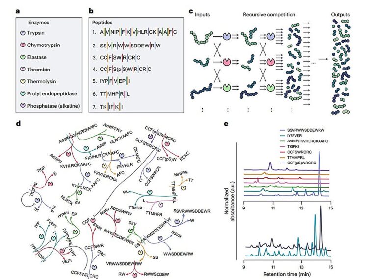 Un nouveau réseau d'enzymes avec des peptides concurrents peut prendre des décisions basées sur l'environnement externe