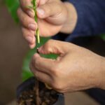 Une astuce de greffage pourrait nous permettre de modifier génétiquement une grande variété de plantes