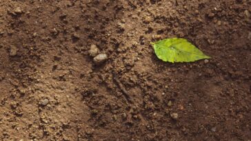 Une étude révèle le rôle du radical hydroxyle dans la production de gaz à effet de serre lors du séchage-réhumidification du sol