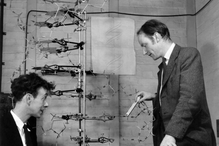 Mandatory credit Watson and Crick, discoverers of the structure of DNA. James Watson (b.1928, left) and Francis Crick (1916-2004), with their model of part of a DNA molecule in 1953. Watson and Crick met at the Cavendish Laboratory, Cambridge, in 1951. Their work on DNA was performed with a knowledge of Chargaff