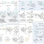Une nouvelle stratégie de synthèse de la (–)-gukulénine A révèle la chimie derrière ses effets anticancéreux