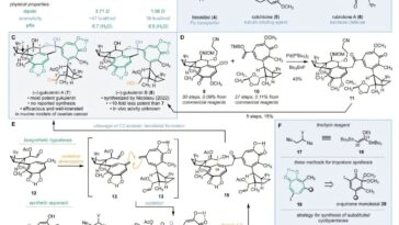 Une nouvelle stratégie de synthèse de la (–)-gukulénine A révèle la chimie derrière ses effets anticancéreux