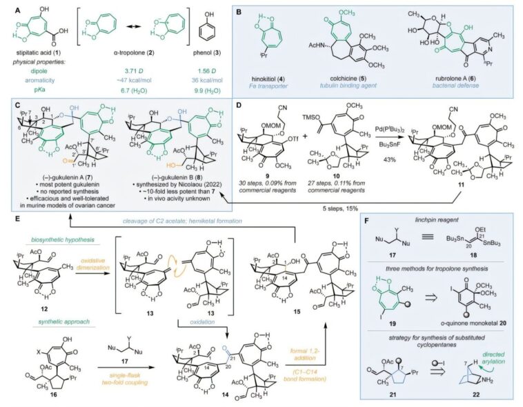 Une nouvelle stratégie de synthèse de la (–)-gukulénine A révèle la chimie derrière ses effets anticancéreux