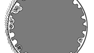 une illustration en niveaux de gris représentant une bactérie géante