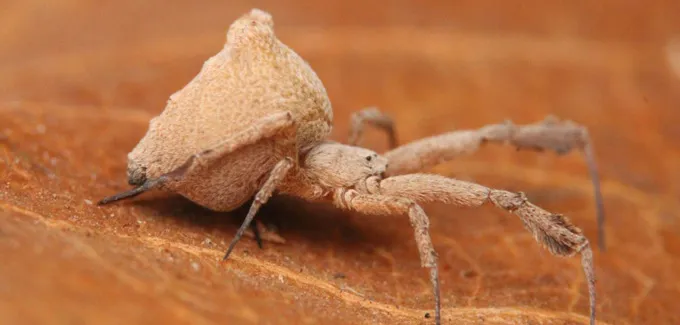 Une araignée beige se trouve au sommet d’une feuille légèrement plus foncée. Non représenté : son vomi mortel.