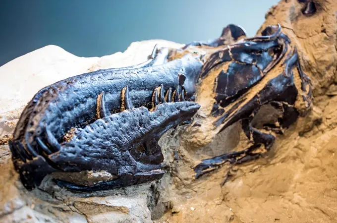 Un crâne de dinosaure à pleines dents est encore en partie enfermé dans une roche de couleur beige.