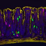 Une tranche de côlon de souris apparaît en violet, avec les bords du tissu soulignés en jaune. Il y a aussi des taches vert vif et rose. Les couleurs désignent les joueurs dans une voie de douleur nouvellement découverte.