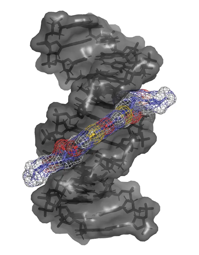 Comment une toxine bactérienne liée au cancer du côlon perturbe l'ADN Cette illustration montre une colonne grise avec des marques noires indiquant l’ADN. Une structure maillée avec des zones rouges, bleues et jaunes la recouvre, indiquant comment une toxine se lie à l’ADN et le perturbe.