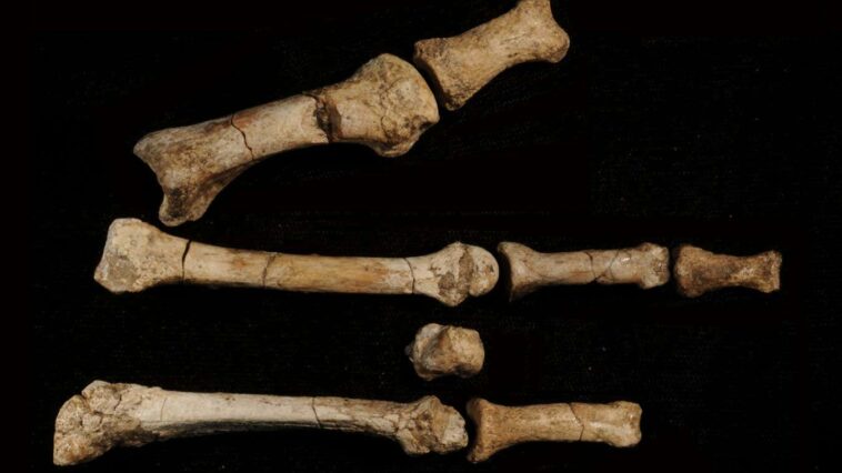 The bones arranged in the approximate anatomical position of the right foot