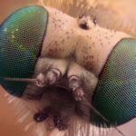 Des virus aux éléphants, la nature se nourrit de motifs carrelés