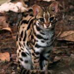 Un petit chat est assis sur des feuilles mortes, sa queue rayée étant enroulée autour de ses pattes avant. Il est brun avec des taches noires et un peu de blanc sur la poitrine et le ventre.