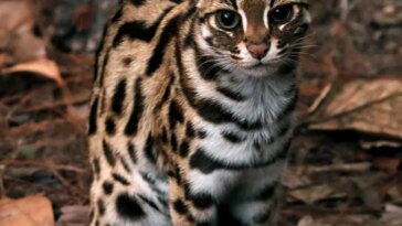 Un petit chat est assis sur des feuilles mortes, sa queue rayée étant enroulée autour de ses pattes avant. Il est brun avec des taches noires et un peu de blanc sur la poitrine et le ventre.