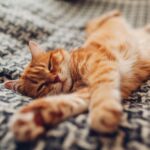 L'histoire d'origine des chats domestiques réécrite par analyse génétique