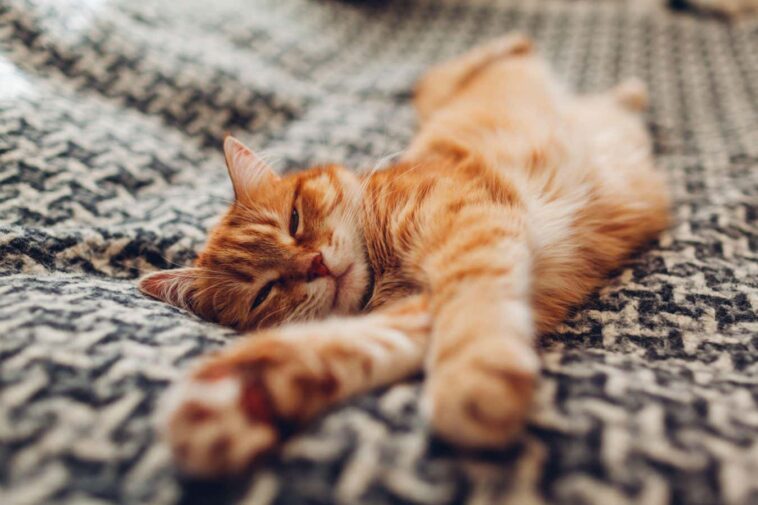 L'histoire d'origine des chats domestiques réécrite par analyse génétique